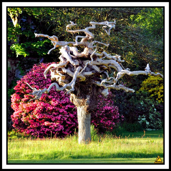 The Twizzle Tree