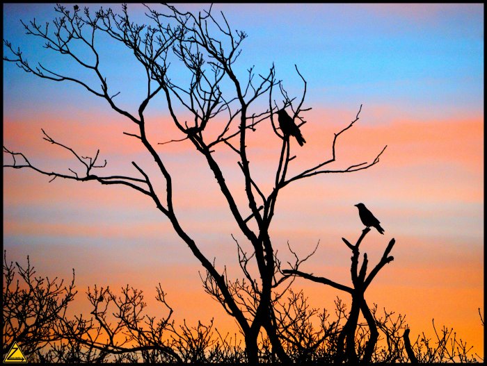 Dawn Chorus 01