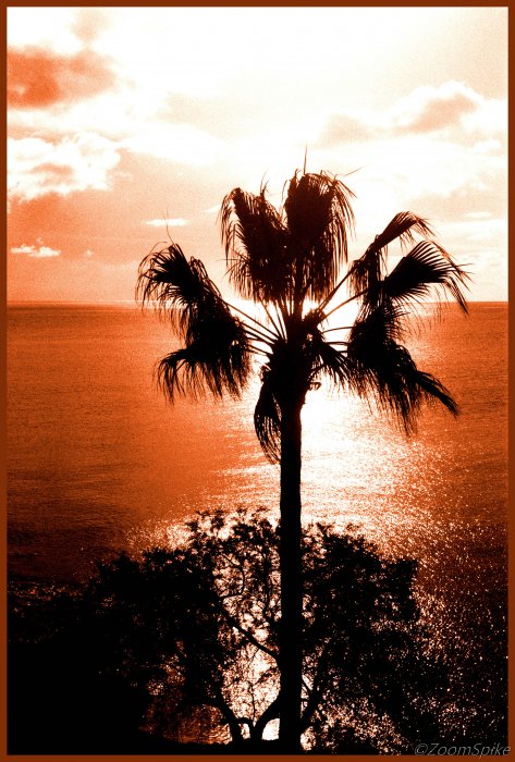 Mallorca Palm