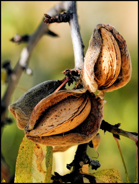 "Almond"