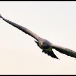Falconry_3733